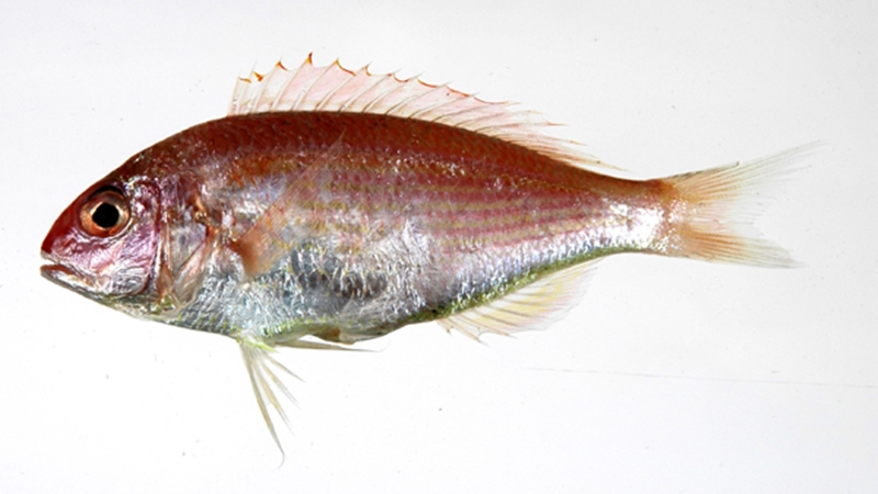 廣州港進口凍日本金線魚報關.jpg